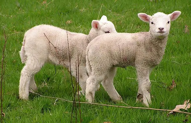 Easter_Shugborough