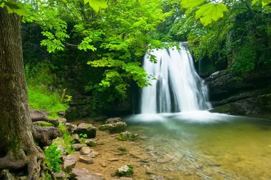 Janets Foss