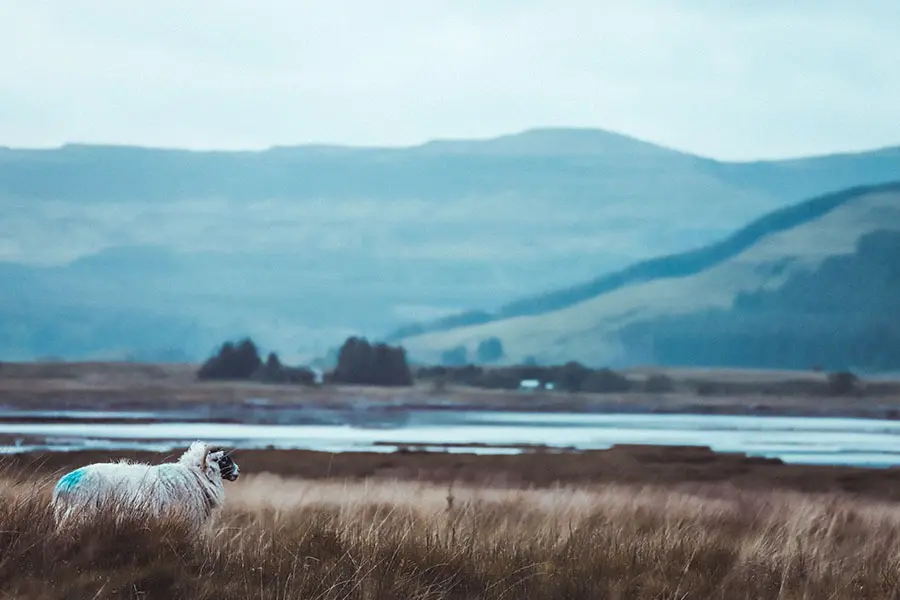 A longhaired sheep by a lake on the Isle of Mull