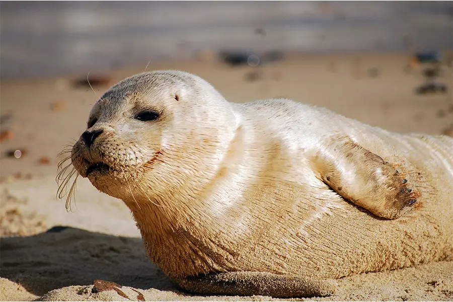 A grey seal on an East Anglian beach