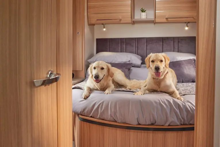 Two dogs sat on the island double bed of a Bailey caravan