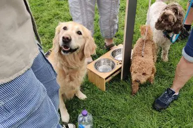 Some dogs next to their food dish