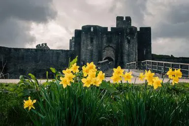 Welsh castle with daffodils