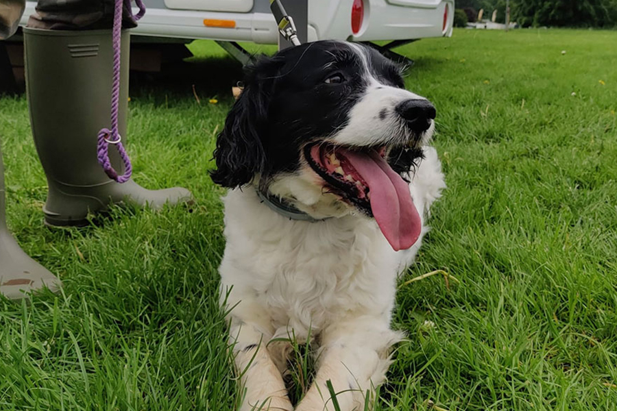 A dog relaxing in the grass outside its caravan