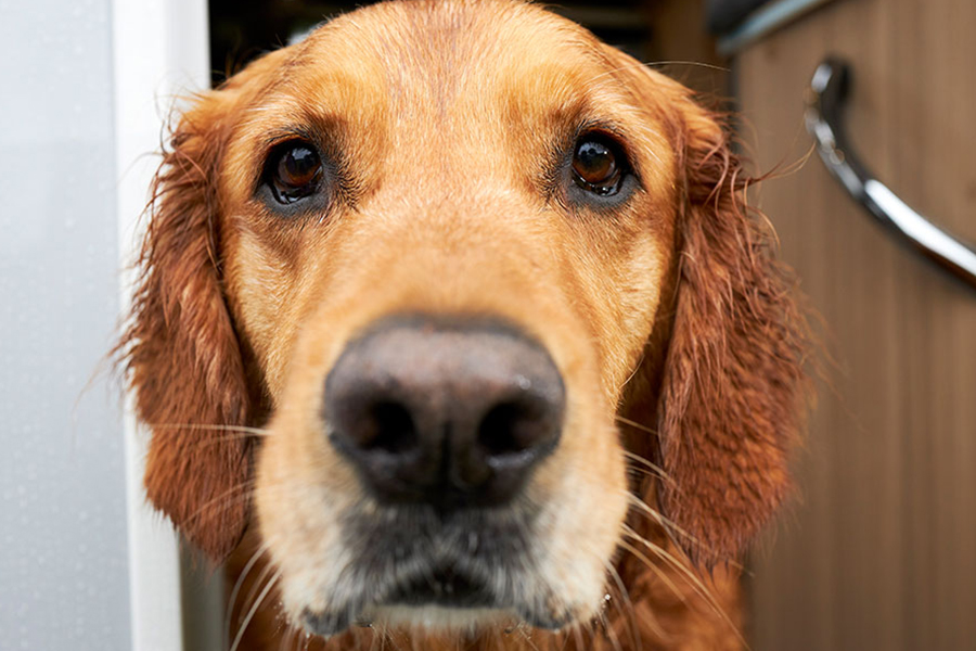 A dog looking directly into the camera while stood in a caravan