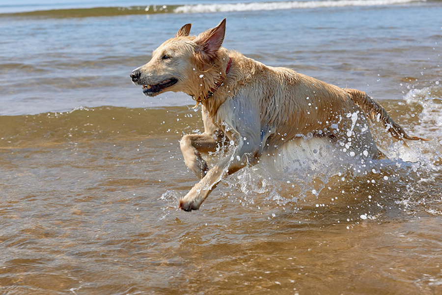 A dog at the beach