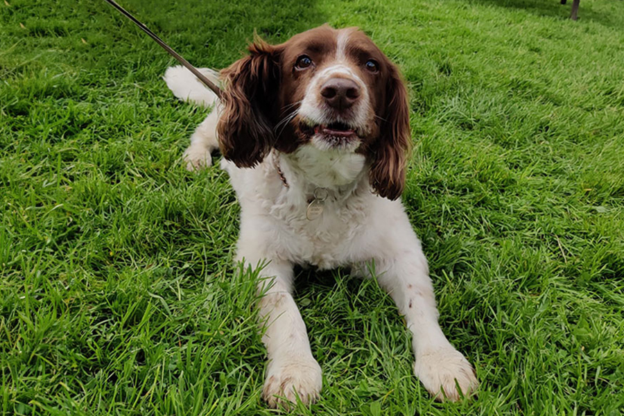 A dog on a lead sat in some grass