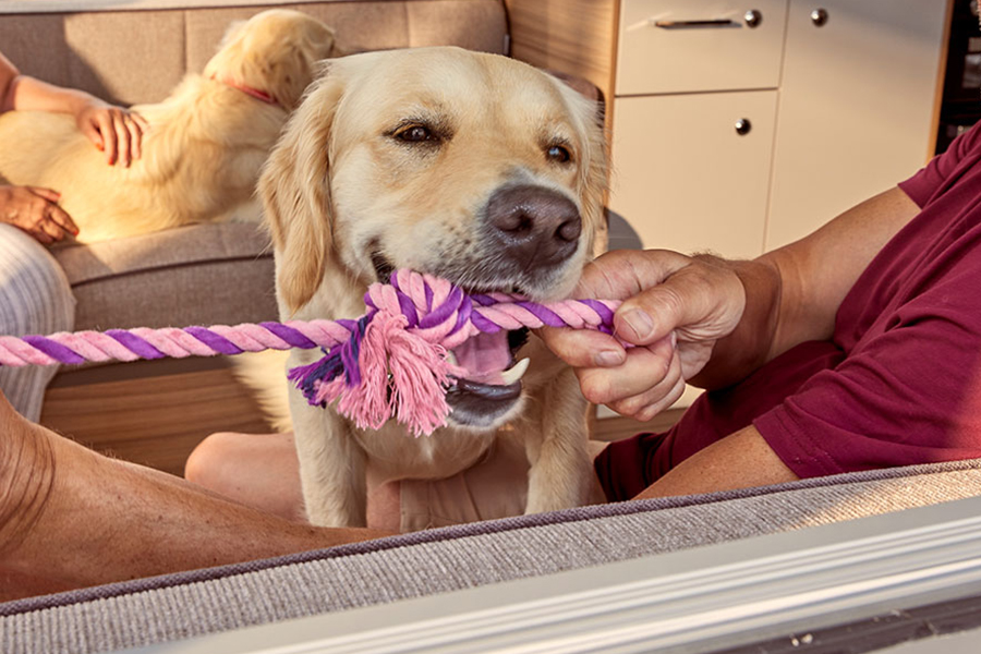 A dog playing with a lead in a caravan