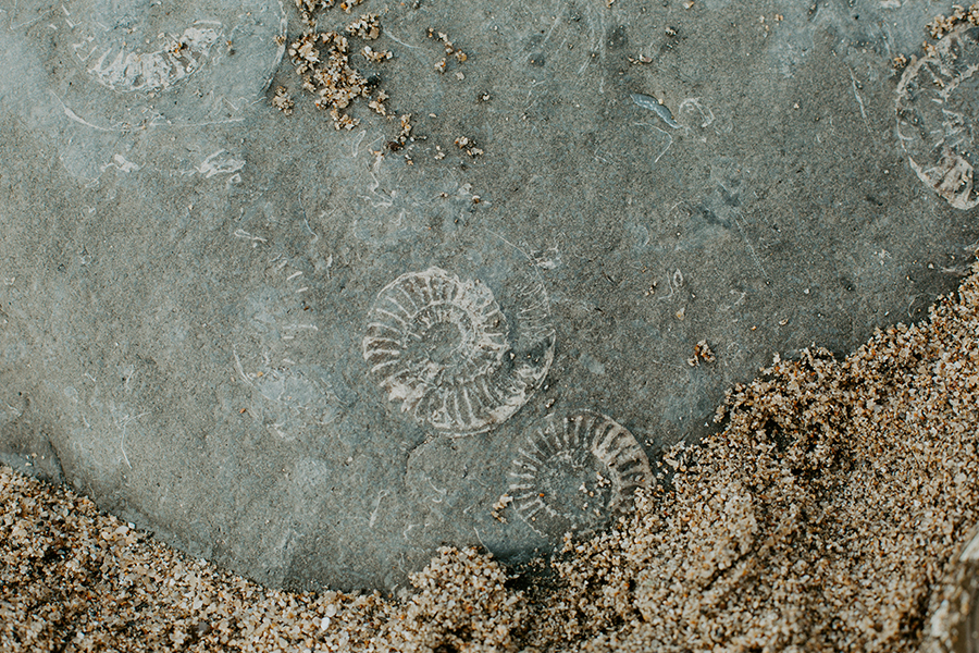 Ammonite fossils on a UK beach. Photo by Ashleigh Joy Photography on Unsplash