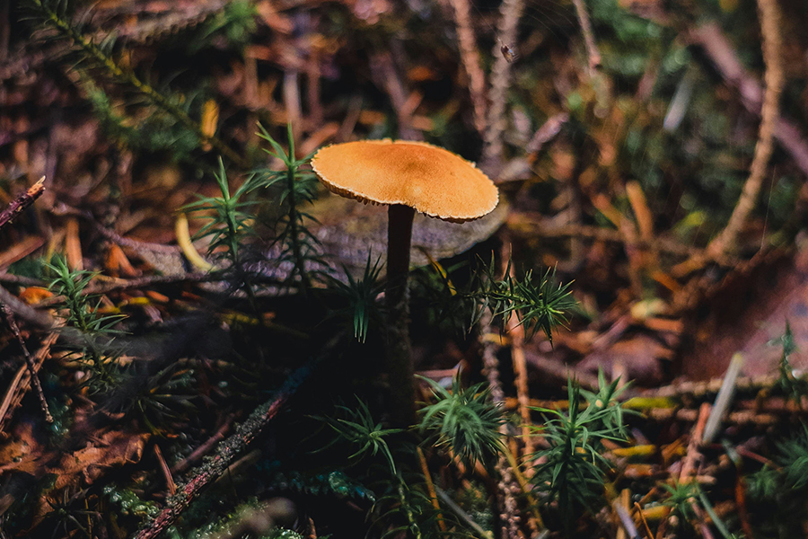 A toadstall in Grizdele Forest. Photo by Jonny Gios on Unsplash Show less