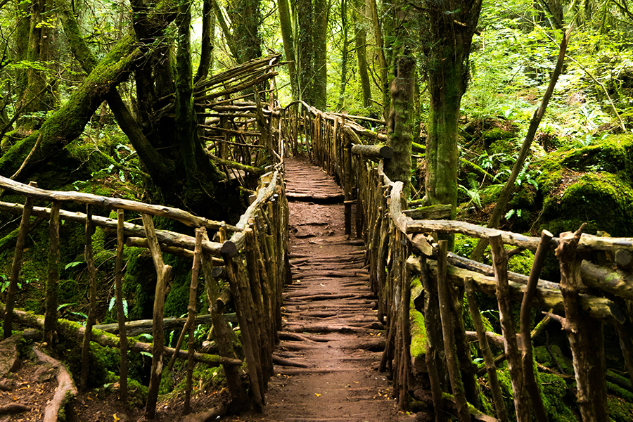 A view into a Puzzlewood trail. Photo by Carl Newton on Unsplash