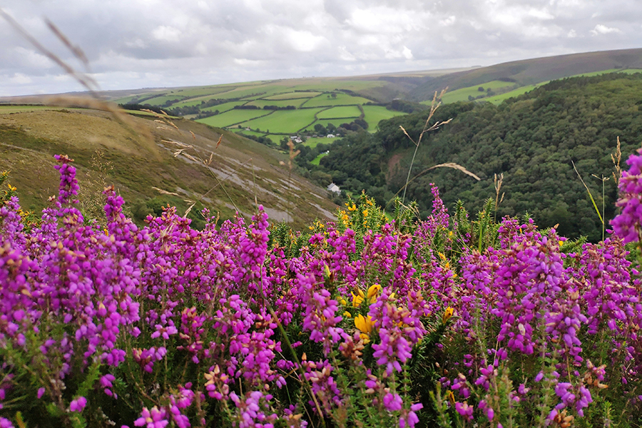 A view over Exmoor in summer. Photo by Ben Way on Unsplash