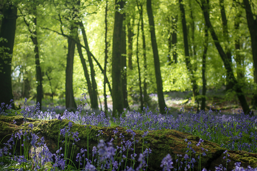 Bluebells in the Wye Valley National Landscape. Photo by Rob Wingate on Unsplash