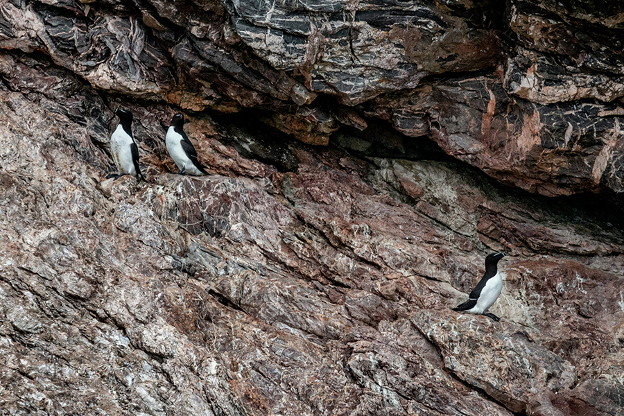 Razorbills on a cliff face. Photo by Ray Harrington on Unsplash