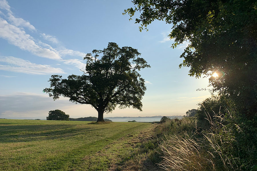 A sycamore tree stood in a field in Shropshire. Photo by Hannah Charman on Unsplash