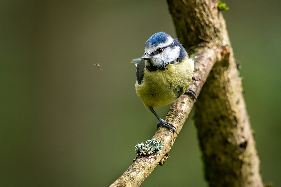 A bluetit on a branch Photo by Doncoombez on Unsplash