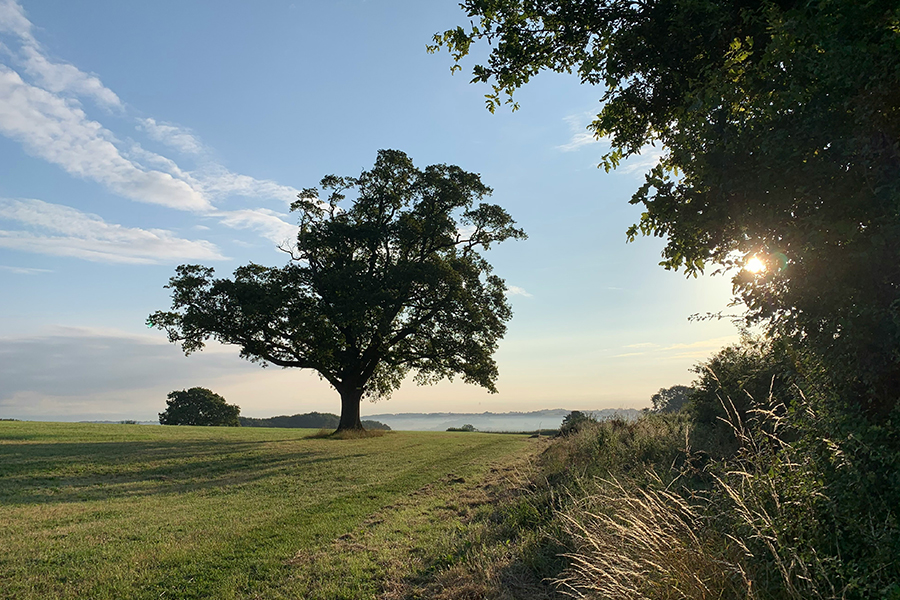 A tree in the Shropshire national landscape Photo by Hannah Charman on Unsplash
